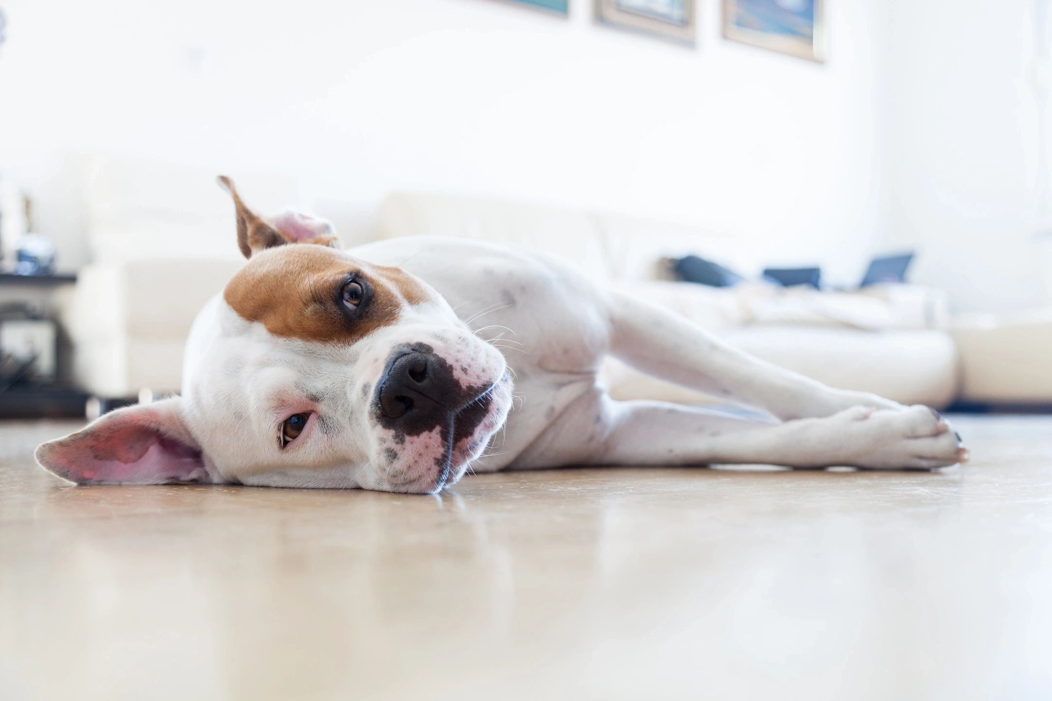 Dog Days of Summer