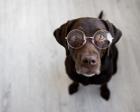 dog with glasses